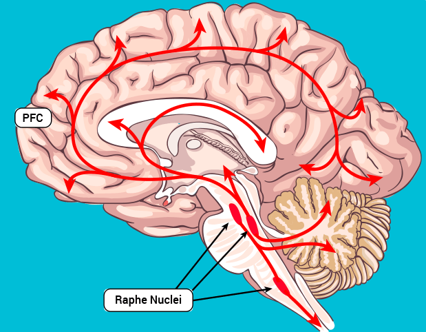 What is Seratonin, and why does it&nbsp;matter?
